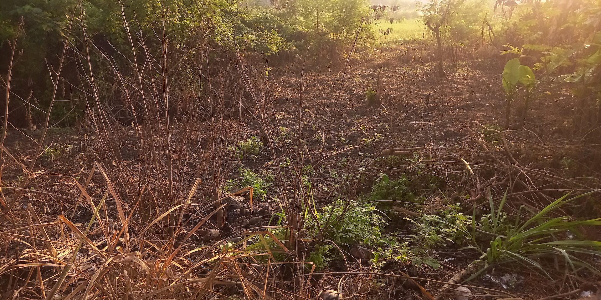 Guide to Lot Clearing Guide to Lot Clearing