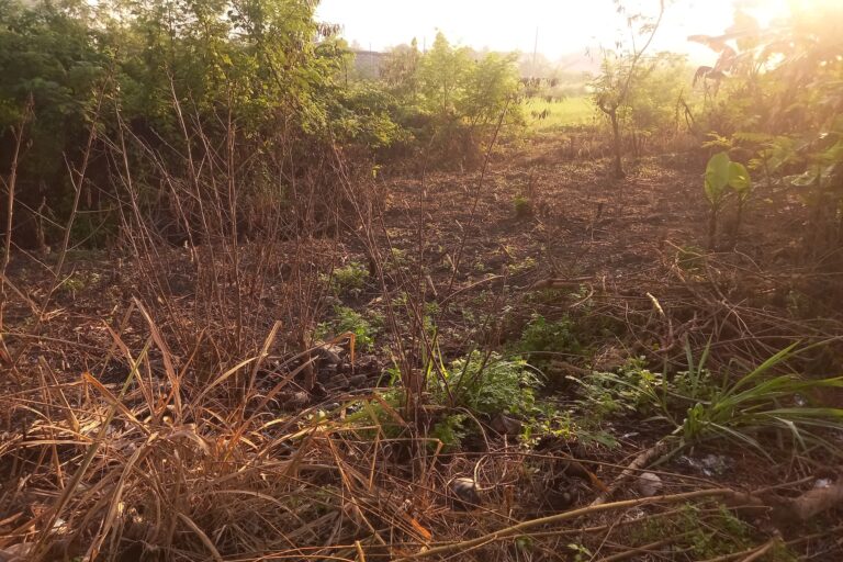 Guide to Lot Clearing